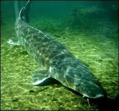 Je suis un grand poisson des rgions tempres de l'hmisphre nord qui passe un ou deux ans dans les estuaires avant d'achever ma croissance en mer. Que suis-je ?