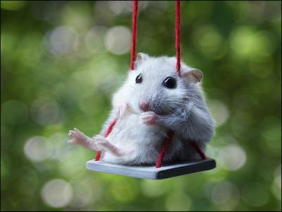 Voici la preuve formelle qu'une souris peut faire de la balanoire !