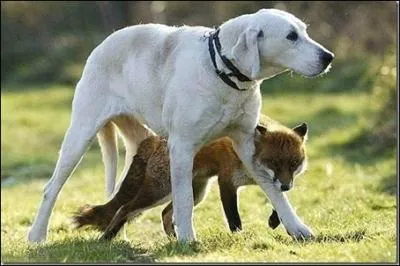 Comme vous le voyez sur la photo, le chien peut trs bien tre l'ami du panda roux !