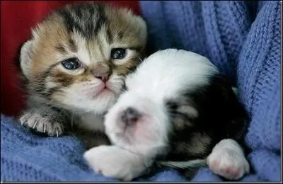 D'ailleurs, cette photo nous montre l'amiti d'un chaton et d'un bb panda !