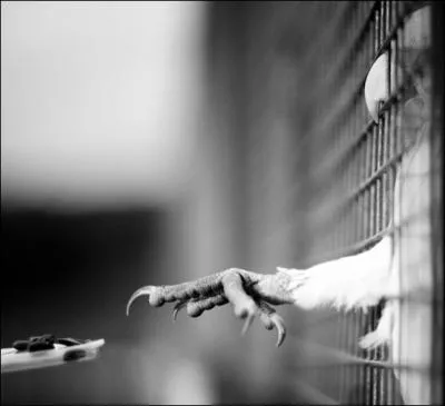 Et s'il me vient l'ide saugrenue de prtendre que cet oiseau est un perroquet, que rpondez-vous ?