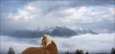 L'anctre du cheval remonte  55 millions d'annes, l'eohippus ou cheval de l'aube tait de la taille d'un lphant !
