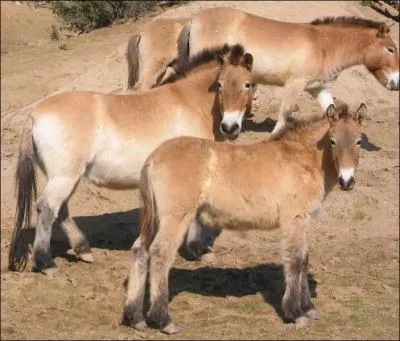 Il subsiste encore quelques populations de chevaux sauvages de Przewalski, comme sur la photo !