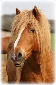 Quel est cet animal ?