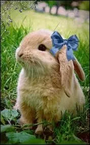 Quel est cet animal ?