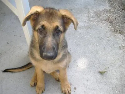 Quel est cet animal ?