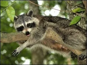 Quel est cet animal ?