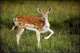 Je suis le petit de la biche et du cerf, ou d'espces voisines. Je suis un/une :
