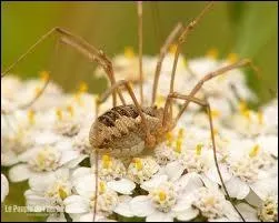 Je suis un arachnide aux pattes trs longues et grles, commun dans les prs et les bois et je me distingue des araignes par l'absence de venin et de soie. Que suis-je ?