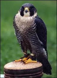 Je suis un oiseau rapace diurne, puissant et rapide, parfois domestiqu pour la chasse. Je suis un/une :