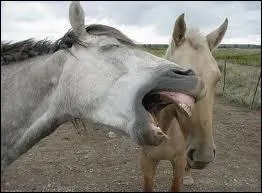 Que fait ce cheval ?