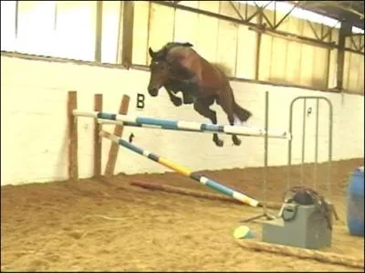 Que peut-on dire de ce cheval ?