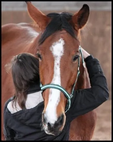 Que faut-il avoir avec un cheval ?