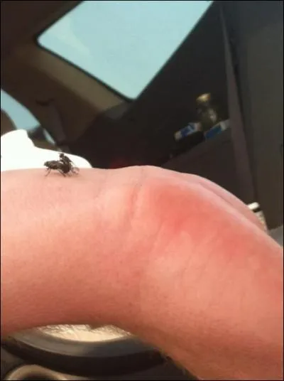 Comment s'appelle le bb de la mouche ?