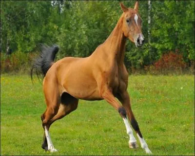 Ce cheval est un...
