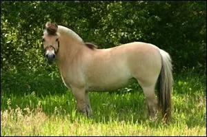 Ce poney est un...