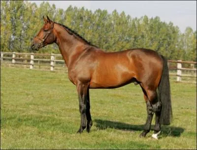 Ce cheval est un...