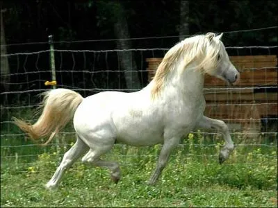Ce poney est un...