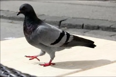 Quel est son petit nom ?