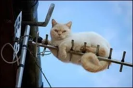 Quel est le nom de ce jeu o, pour se  protger , il faut se mettre en hauteur ?