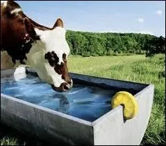 Mlange compos de tequila, de jus de citron vert frais et de triple sec cr en 1948 par la Mexicaine du mme nom.