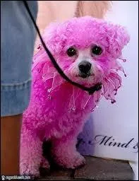 Que dsigne la  Panthre rose , objet de l'enqute de l'inspecteur parisien Jacques Clouseau dans la srie de onze films du mme nom ?