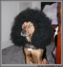 Style de coiffure frise, trs dense et arrondie. Les Jackson Five en sont de trs populaires reprsentants.