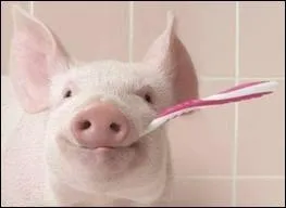 Chez l'adulte, combien de dents dfinitives maximum peut-on avoir ?