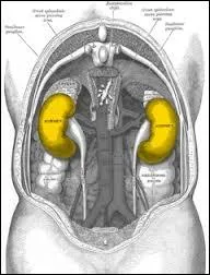 A qui manque-t-il un rein ?