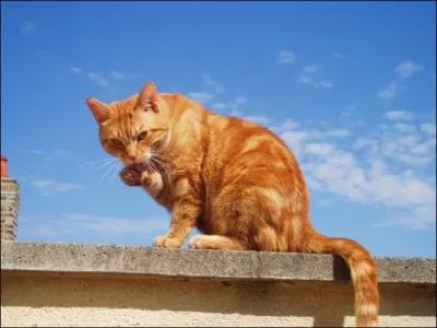 Quelle est la prophtie le concernant ?