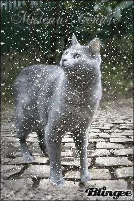 Qui est Museau Cendr ?