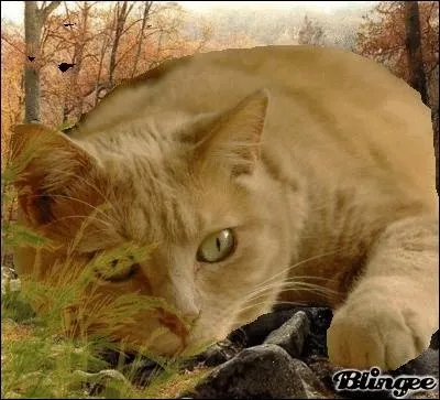 Quand Tempte de Sable est-elle tombe amoureuse d'Etoile de Feu ?