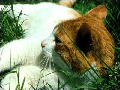 Pourquoi Coeur Blanc est-elle dfigure ?