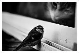 Qui chante  Skinny Love  ?