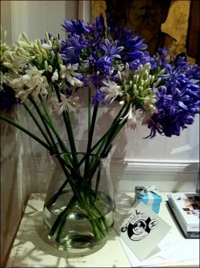 Quelques fleurs, en bleu et en blanc, de cette jolie plante nomme ?