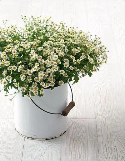 Un joli bouquet de fleurs sauvages, dont la beaut provient du volume de fleurs. La rusticit est accentue par le seau qui sert de vase. Il s'agit de... ?