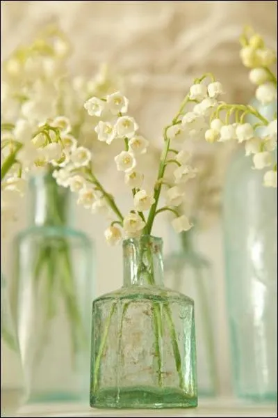 Voici un gros plan sur une fleur petite mais merveilleusement parfume, ici dans un vase rustique, et prsente sans ses feuilles. C'est... ?