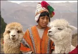 Petit camlid domestique, l'alpaga produit une laine considre comme tant une fibre :