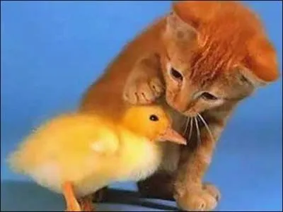 Dans les annes 60, on pouvait suivre  la tlvision les aventures d'un petit canard jaune, il s'appelait Antonin !