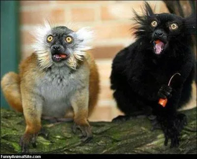 Aucun problme pour les identifier, ce sont des lmuriens, donc des primates !