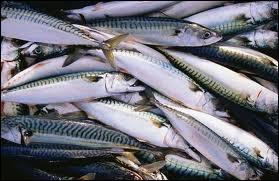 La lisette est une petite sardine ?