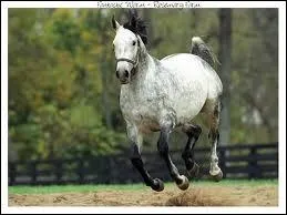 Les chevaux qui ont une taille moyenne ont gnralement de meilleurs rsultats en course que les autres !