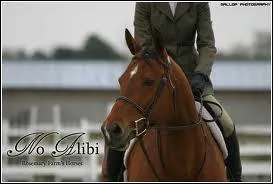 Quelle est la robe la plus courante ?