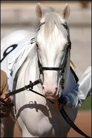 Combien y a-t-il de ligne(s) de Pur-Sang anglais blancs atteste(s) ?