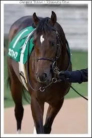 Quelle est l'abrviation officielle de Pur-Sang anglais ?