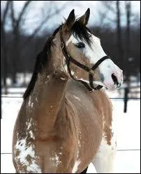 Quelle est la taille moyenne du Pur-Sang anglais ?