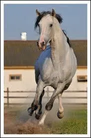 Maintenant rpondez par vrai ou faux. Le cheval le plus grand du monde ( hors chevaux de trait) est un Pur-Sang anglais avec 1m 98 au garrot !