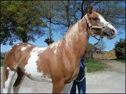 Un Pur-Sang anglais pie a couru  l'hippodrome de Chantilly !