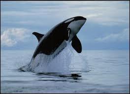 Voici la définition du Petit Robert 2013 pour l'épaulard :  Mammifère marin des mers du Nord, à la peau noire et blanche, se nourrissant de poissons ou d'autres cétacés.  