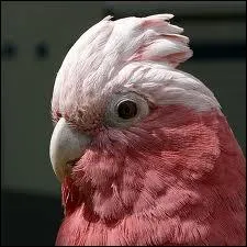 Dfinition de rosalbin :  Cacatos gris  tte blanche et rose.  